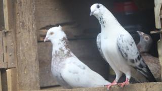 ශ්රී ලංකාවේ පරවි ගැටුම්