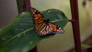 mariposa monarca sobre hoja