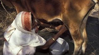 গরুর দুধ দোওয়াচ্ছেন এক নারী কৃষক।