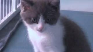 Kedi