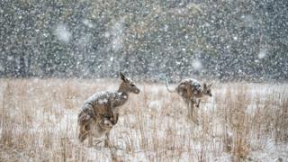 Two eastern grey kangaroos stand in a field in Kosciuszko National Park amid snowfall