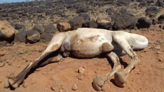 Dead camel