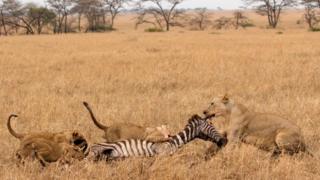 Des lions dans le parc de Serengeti seront relocalisés ailleurs