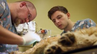 Vets checking on dog