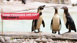 Пингвины в лондонском зоопарке