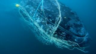 Humpback whale entangled in net