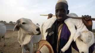 Fulani ati maalu to n da
