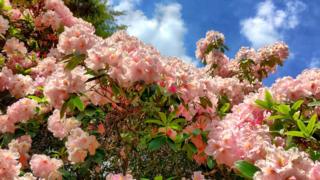 Rhododendrons in Bagley Woods