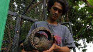 எறும்புத்திண்ணி