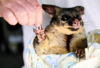 A volunteer holds the burnt paw of a brushtail possum