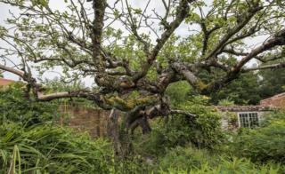 Original Bramley apple tree