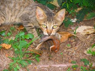 Gato com lagarto na boca