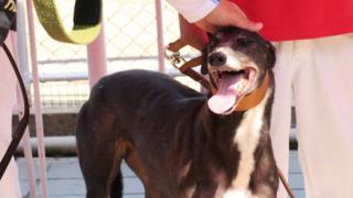 在逸園賽狗場領養活動上亮相的退役格力犬(BBC中文圖片17/6/2018)