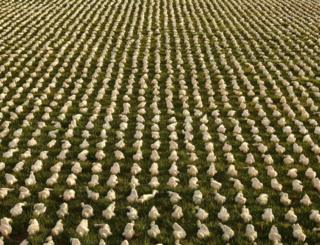 The Shrouds of the Somme installation