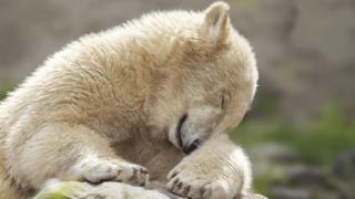 Polar bear cub