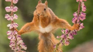 Squirrel holding on to plants with its feet