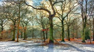 Snow and sunlight in Brasenose Woods