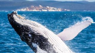 Ballena