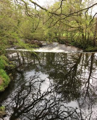 Reflections of trees in river water