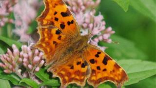Bathed in sunshine, a Comma butterfly on a Hemp Agrimony at Painswick Rococo Garden in Painswick, Gloucestershire.