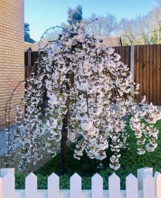 Blossom on a tree in a garden