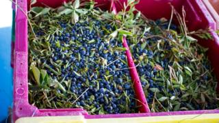 Picked wild blueberries