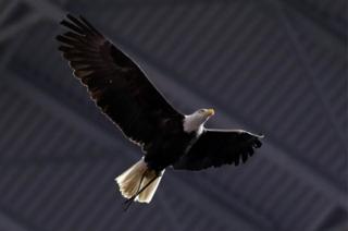 Clark, an American bald eagle