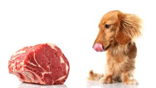 Perro mirando un trozo de carne