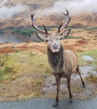 Glen Etive stag