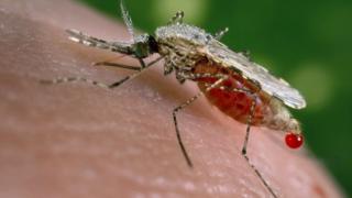 mbu malaria