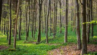 a young broadleaf woodland