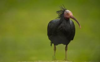 Northern bald ibis