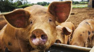 Pig