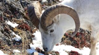 caza en Alaska