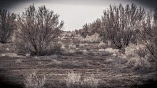 Saxaul trees on the Aral Sea bed in Uzbekistan by Paul Ivan Harris