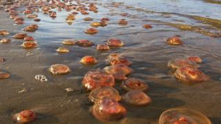 Medusas