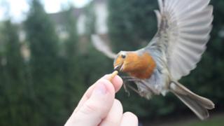 Robin in Blantyre