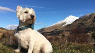 Casper the dog in Crianlarich