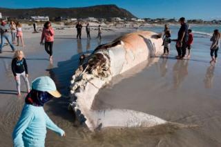 People look at the carcass of a Brydes Whale on Kommetjie beach in Cape Town.