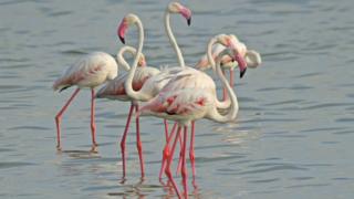 பிளமிங்கோ.