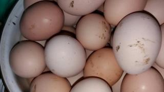 Сырттан ташылып келген тоок эти жана жумурткалары жергиликтүү өндүрүүчүлөрдүкүнөн арзан