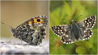 Picture shows a Grayling butterfly on the left and a Grizzled Skipper on teh right.