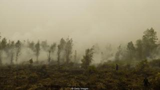kebakaran hutan