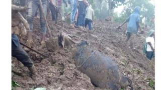 በመሬት መንሸራተቱ የተቀበረችን ላም የአካባቢው ሰዎች ሊያወጡ ሲሞክሩ
