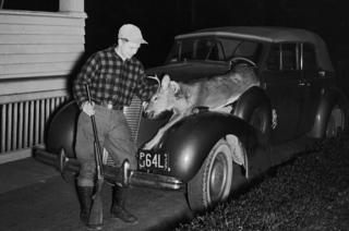 A hunter returns home with a deer on his car in 1940