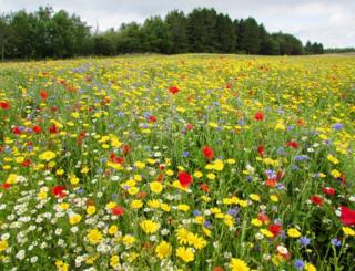 Wild flowers in a field