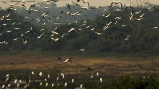 Birds fly near the burnt areas caused by forrest fires at the Pantanal ecoregion of Brazil