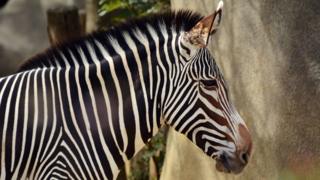 A Grevy's zebra (Equus grevyi) in Paris zoo, Apr 2015
