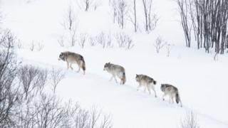 A long walk: New insight into history of dogs and humans - BBC News