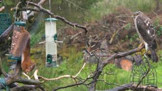 Squirrel versus sparrowhawk